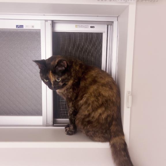 おはにゃん🐱🐱