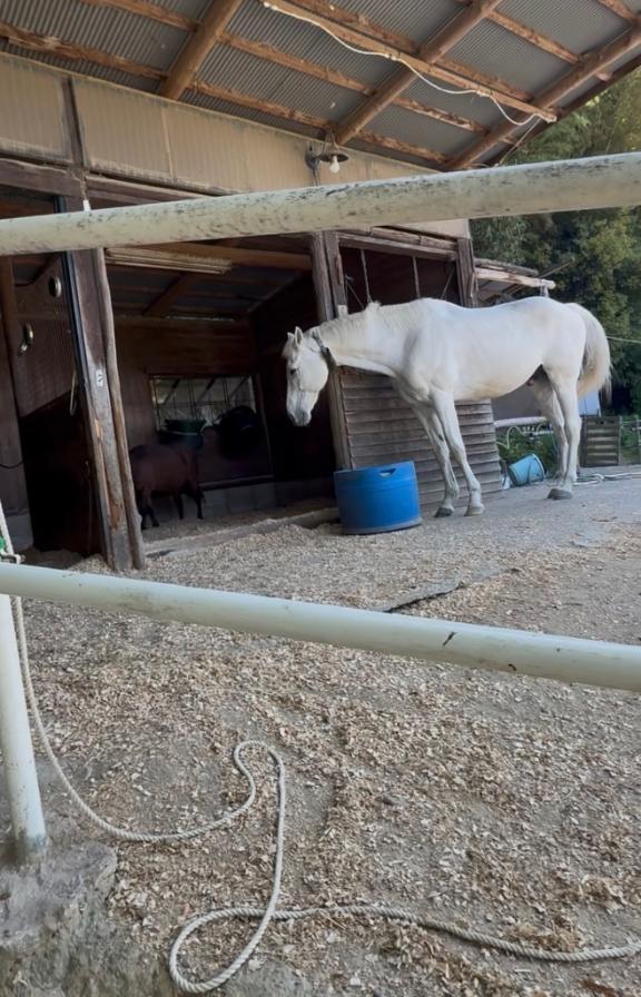 穏やかな🐴🐴