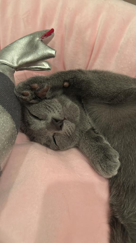 ‎🤍🐱