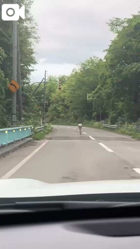 お尻ぷりぷり🦌