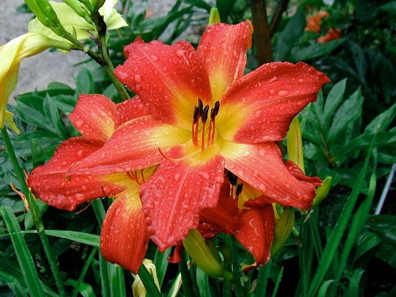 一夜の恋💐