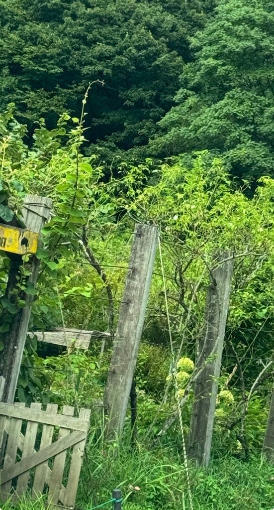 RANA/らな　centu枯れ枯れ畑🌱‬‪🌹笑笑