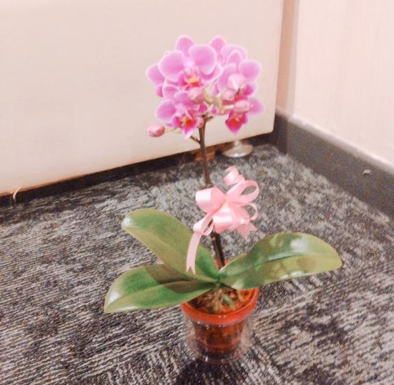 🌼