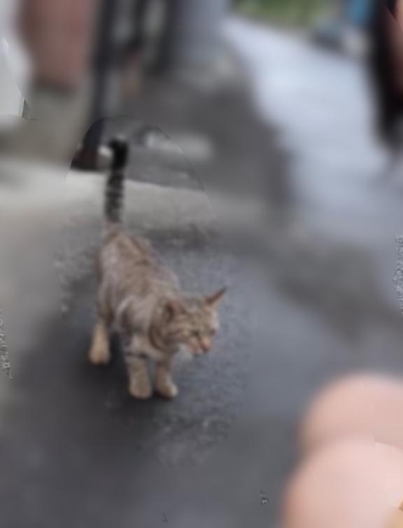ねこねこ