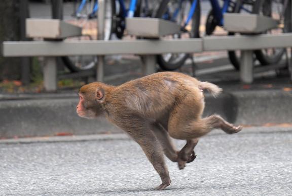 🐻️は頼むから出ないで🙏