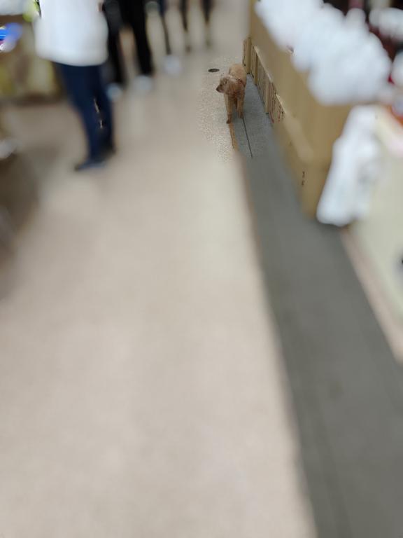 この街…動物レベル高いぞ…